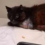 Znaleziono kota, Gdańsk, 17 lipca 2025