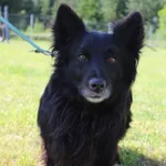 Pies do adopcji, Grudziądz, 29 czerwca 2025