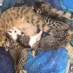 Zaginął kot, Łódź, 24 lipca 2025