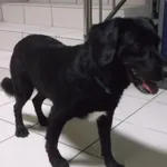 SUCZKA PRZYWIEZIONA Z INTERWENCJI 24-07-2025