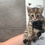 Znaleziono kota, Chełmek, 23 lipca 2025