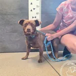 Przyjęty: 2025-07-24 Gmina: Kalwaria Zebrzydowska Płeć: Pies Opis: mieszaniec, czekoladowe