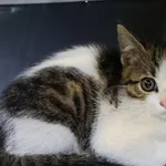 Znaleziono kota, Łódź, 25 lipca 2025