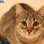 Kot do adopcji, Malawa, 25 lipca 2025