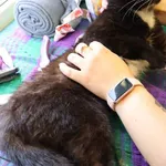 Znaleziono kota, Łódź, 23 lipca 2025