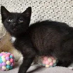 Przyjęty: 2025-07-08 Gmina: Żywiec Płeć: Kocur Opis: europejska, czarne z białą krw.