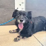 Przyjęty: 2025-07-25 Gmina: Morawica Płeć: Suka Opis: mieszaniec, tricolor