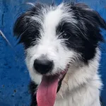 Krówka to niespełna roczna sunia w typie border colli. Jak na reprezentantkę rasy cechuje ją duża inteligencja, energia i zamiłowanie do pracy. Jest bardzo aktywna, wpatrzona w człowieka. Dla suni szu