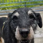 Mikuś musiał sobie radzić sam w życiu. Jego poprzedni właściciel niezbyt dbał o niego. Psiak sam włóczył się po Tychach, został wyłapany i przywieziony do schroniska. Niestety właściciel się po niego 