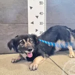 Znaleziono psa, Chełmek, 25 lipca 2025