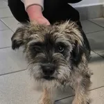 Znaleziono psa, Lublin, 27 lipca 2025