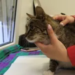 Znaleziono kota, Łódź, 27 lipca 2025