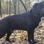 Sandwicz mix Labrador