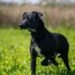 Znaleziono psa, Racławice, 25 lipca 2025