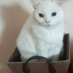 Zaginął kot, Łódź, 27 lipca 2025