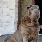 Zaginęły 2 psy rasy shar pei.