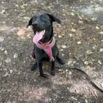 Pies do adopcji, Olsztyn, 13 lipca 2025