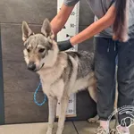 Znaleziono psa, Chełmek, 27 lipca 2025