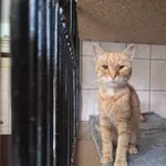 Kot do adopcji, Orzechowce, 28 lipca 2025