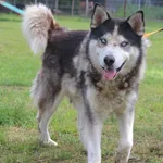 Pies do adopcji, Grudziądz, 10 lipca 2025