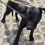 Znaleziono psa, Radom, 27 lipca 2025