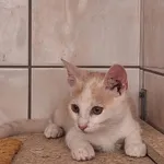 Kot do adopcji, Orzechowce, 26 lipca 2025