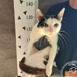 Przyjęty: 2025-07-28 Gmina: Żywiec Płeć: Kocur Opis: europejska, biało-czarne