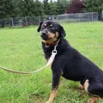 Pies do adopcji, Grudziądz, 27 lipca 2025