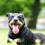 Pies do adopcji, Konin, 26 kwietnia 2025