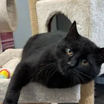 Kot do adopcji, Olsztyn, 6 lipca 2025