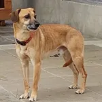 Pies przywieziony do schroniska 26-07-2025