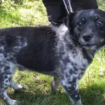 Loniek to pies przywieziony w dniu 18.07.25r, kontaktowy, uległy, nieduży