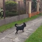 Zaginął pies, Łódź, 29 lipca 2025