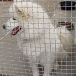 Przywieziony przez znalazcę 26-07-2025