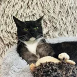 Kot do adopcji, Jelenia Góra, 13 lipca 2025