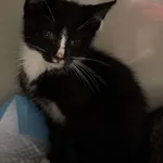 KOTEK PRZYWIEZIONY PRZEZ ZNALAZCĘ 27-07-2025