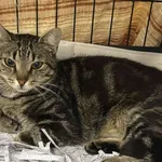 Znaleziono kota, Toruń, 27 lipca 2025