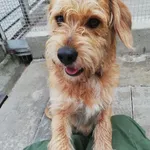 PIES PRZYWIEZIONY Z INTERWENCJI 28-07-2025