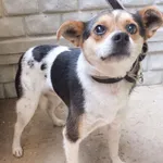 Lepik to pies przywieziony w dniu 21.07.25r kontaktowy, uległy, nieduży