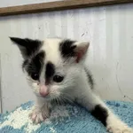 KOTKA PRZYWIEZIONA PRZEZ ZNALAZCĘ 26-07-2025