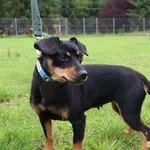 Pies do adopcji, Grudziądz, 27 lipca 2025