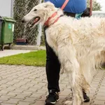 Piesek znaleziony w Tulcach