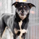 Oddam psa, Elbląg, 29 lipca 2025