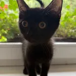 Kot do adopcji, Jelenia Góra, 24 lipca 2025