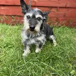 Znaleziono psa, Czartki, 30 lipca 2025