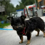 Pies do adopcji, Rytlów, 30 lipca 2025