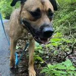 Zaginął pies, Łódź, 30 lipca 2025