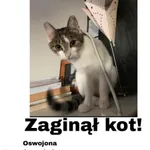 Zaginął kot, Lubin, 30 lipca 2025