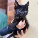 Kot do adopcji, Jelenia Góra, 26 lipca 2025