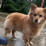 Znaleziono psa, Pieckowo, 29 lipca 2025